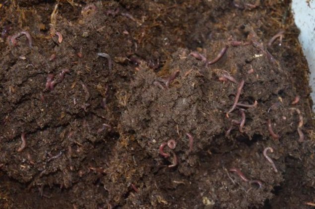 50 ya da 100 bin solucan ile balayan yatrmclarn solucanlarn iftliimizde misafir ediyoruz. Bu solucanlar oalp, gbre retimi artana kadar solucanlar tesisimizde tutuyoruz.     