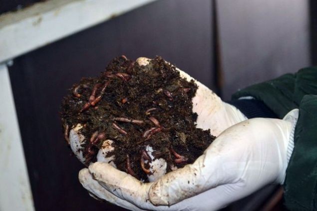 Kendi kurduu tesisinde 4 milyona yakn solucan ile gbre retimi gerekletirdiini belirten Yala, unlar syledi:    