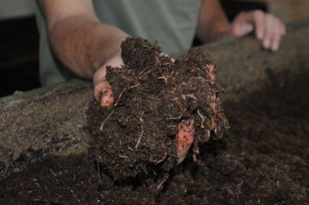 Giriimciler genellikle fazla risk almak istemedii iin az sayda solucan ile bu ie balyor.     