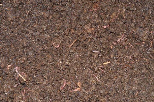 50 bin solucann tesis ve mama masrafnn aylk ortalama 1500 liray bulduunu ifade eden Yala, szlerini yle srdrd: 'Buna karlk Solucan Otelini tercih eden giriimcilerden aylk 600- 700 lira arasnda deien kira bedeli talep ediyoruz. Genel olarak 50 bin adet solucan aylk 150 kilo gbre retimi yapyor. Gbrenin de kilosu da ortalama 2,5-3 liraya satlyor. Solucan gbresi evdeki saks ieklerinden tarm arazilerine kadar her yerde kullanlyor. Ayrca seralarda da ok tercih ediliyor.'      