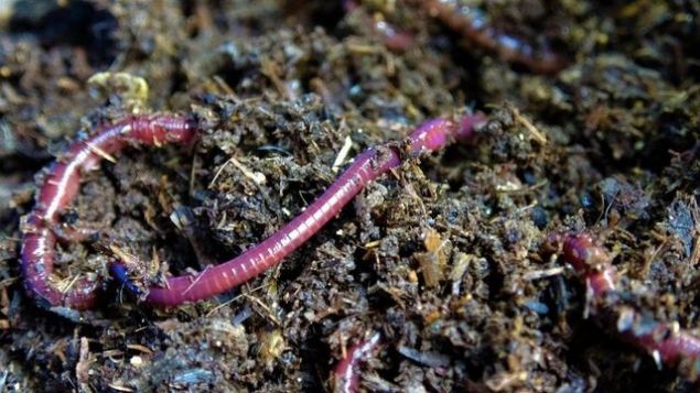 50 bin solucan iin aylk ortalama 600-700 lira otel paras alan Yala, solucanlar bir yl misafir edip says ve gbre retim kapasitesi artt zaman giriimcinin kendi tesisini kurmas iin teslim ediyor.    