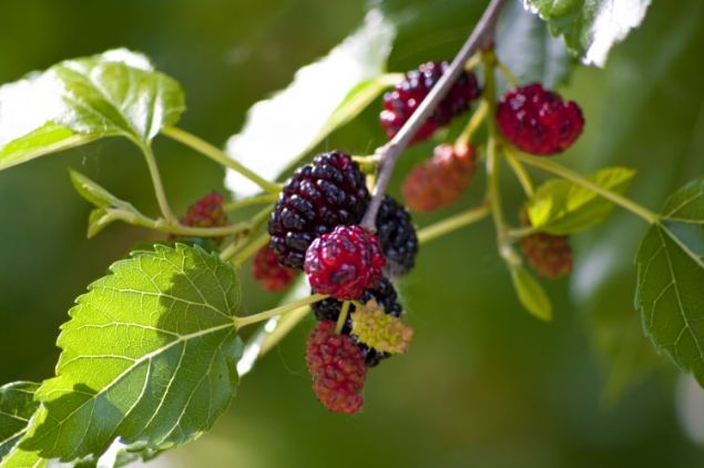Siyah dut suyu ile yaplan gargara az ii iltihaplarna, di eti iltihaplarna, di eti imesine, bademcik iltihaplarna ve boaz arlarna iyi gelir.      