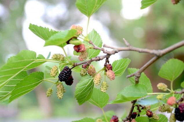 Siyah dut kan yapar, boaz ikinliine, iek ve kzamk hastalklarna ifal gelir.      