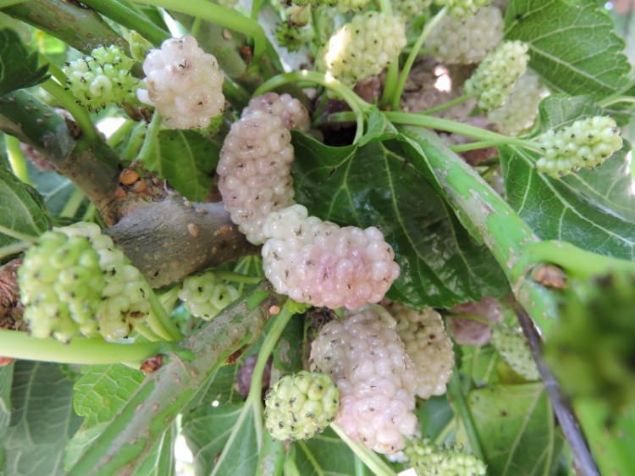 Beyaz dut, mide ve barsaklarn dzenli almasn salar.     