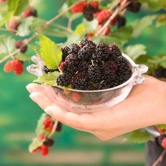 Yorgunluk hissinin azalmasna yardmc olur.      