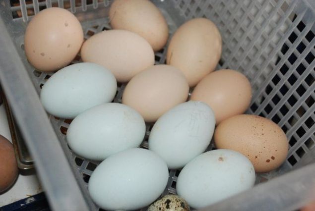 Yeil yumurtlayan tavuklar oaltacam yan tarafa bir kmes daha yapacaz tavuklarn saysn 100'e kadar kartmak istiyoruz.   