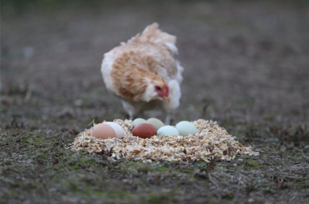 Erk, renkli yumurtalarn tanesinin de piyasada 15-20 liradan alc bulduunu belirterek, 'Ancak her retici de bu yumurtalara sahip olamyor. Profesyonel kuluka makinesi olanlarn ans daha yksek. Bir tavuun altna konulup tabii ki kabiliyor ama kymetli, pahal yumurtalar olduu iin profesyonel kuluka makinelerine ihtiyalar var.' ifadelerini kulland.        