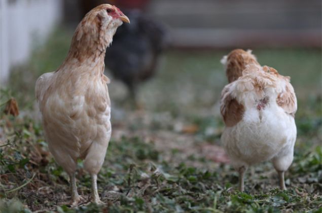 Araucanalarn yumurtalarnn besin, protein ve kalori deeri asndan dier tavuklarn yumurtalarndan farkl olduuna dair haberlerin yaymlandn da vurgulayan Erk, bunlarn gerei yanstmadn, aradaki farkn sadece rengi olduunu syledi.     