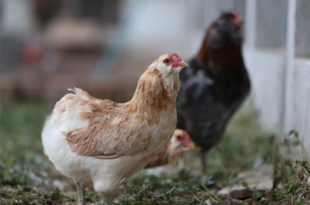 Ben u anda satn yapmyorum nk elimde henz yetikini yok. Macaristan'dan yumurtalar getirdik yaknda civcivler kmaya balayacak. Bu ilkbaharda fiyatlar yine 200-300 liralara geriler.'     