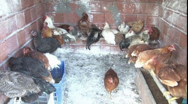 leye 9 kilometre uzaklkta bulunan Karayakup kynde yaayan evli ve 3 ocuk annesi Nurhan Doan (37), iki adet tavuk ald.    