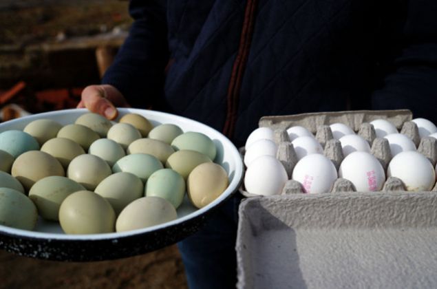 Erk, zellikle son birka ayda 'yeil yumurtlayan tavuk' haberlerinin bu kanatlya talebin artmasnda etkili olduunu vurgulayarak, 'Araucanalarn retimi, dier cinslere gre daha kstl. Bu ss tavuklarna merakl olanlar, misafirlerine, yaknlarna yeil ve mavi yumurtalarn gsteriyorlar. Herkesin merak farkl.' diye konutu.     