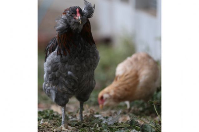 Araucanalarn koleksiyonculara hitap eden bir tavuk cinsi olduunu ve insanlarn bu hayvann yumurtalarn grdklerinde ardklarn anlatan Erk, 'Araucanalar iki yl ncesine kadar lkemizde ok popler hayvanlar deildi. Yumurtalarnn yeil ve mavi renkte olmas ss tavukuluu koleksiyoncular tarafndan daha fazla rabet grmesine sebep oldu.       