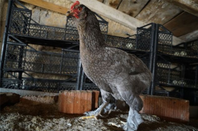 Erdnmez, bu tavuklarn dnya genelinde fan kulplerinin bulunduunu, hayranlarnn fazla olduunu belirterek, yurt dnda dzenlenen fuarlarda en fazla ilgi gren kanatllar arasnda yer aldn syledi.     