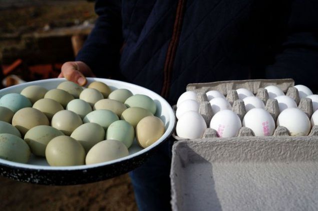 ki tavuk ile retime balatn ifade eden Nurhan Doan, u aklamalarda bulundu:   