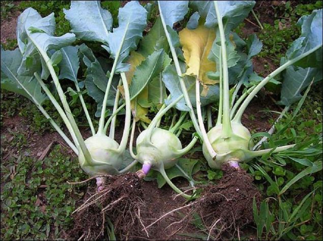 Tansiyonu dengeliyor, yksek tansiyona iyi geliyor.     