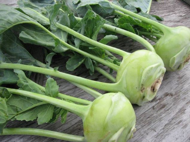 Amerika ile Orta ve Kuzey Avrupada yaygn olarak retilen Alaba (Kohlrabi) Trkiyede daha ok Marmara ve Karadeniz blgelerinde yetitiriliyor.     