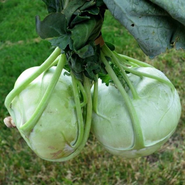 Alaba, antioksidan zellii ile yksek miktarda A, B1, B2, B3, B6, C vitamini, demir, kalsiyum, fosfor ve potasyum ieriyor.     