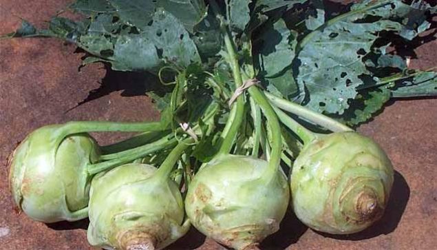 Not: Dier turpgillerde olduu gibi alaba da vcuttaki iyot emilimini azaltyor.      