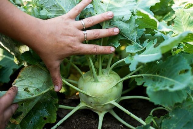 Yksek oranda demir ieriyor. erdii demir sayesinde kanszla iyi geliyor.     