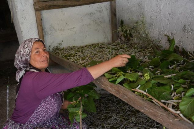 PEK BCEKLER KYLLERE 'EK GELR' OLUYOR <br><br>  Akdeniz Blgesi Koza Tarm Sat Kooperatifi tarafndan, Gazipaa ilesindeki 6 kyde yaayan dar gelirli vatandalara ek gelir salanmas amacyla cretsiz olarak datlan ipek bcekleri koza yapmaya balad.    