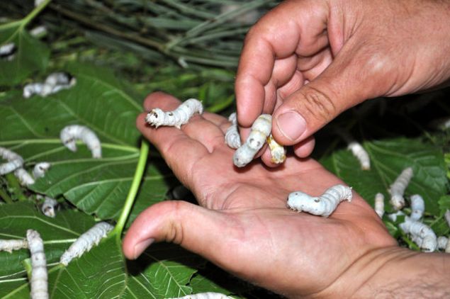 '40 gnlk bir srete reticimizin ciddi kazanm salad bir sektr bu. Sosyal Yardmlama Vakfmz ile Gda Tarm ve Hayvanclk le Mdrlmzn ortak yrtt bu proje Trkiye'de tektir. Bu projenin lkemize rnek olmasn ve oalmasn temenni ediyoruz'    