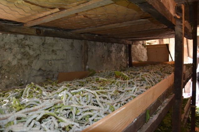 'Dut aacn olursa ok gzel bir gelir kayna oluyor. Bizlerin baka bir i yapma imkanmz yok. Baya da paras var'   retici Havva Duman da bceklerin artk ipek rme aamasna getiini belirterek, bir hafta sonra hasada balayacaklarn ifade etti. Duman, kooperatif yetkililerinin elde ettikleri kozalar adreslerinden teslim aldn, kazandklar parann da bir ay iinde hesaplarna yatrldn kaydetti.   