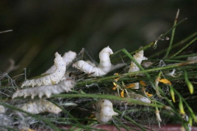 Yetitirdiinde de satma sknts yok. Hazr olduunda gelip kapnda alyorlar. deme banka yoluyla yaplyor. 40 gnde 15 bin lira bir gelir ok iyi. nceki sistemde en fazla 5 bin lira yapabildik.    