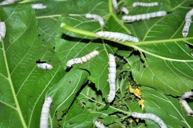 Srtnda bebeiyle sabah ilk ii ipek bceklerinin karnn doyurmak olan Gltekin Demiral'n ei Aye Demiral, ipekbcei retiminin zevkli ve sera ilerine oranla daha zahmetsiz olduunu syledi.    