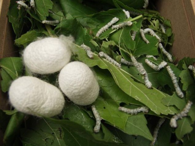 Dut fidanlarmz tam bymedii iin 5 kutu yaptk. Bunu ilerde 10 kutu olarak yapmay istiyoruz. Herkese tavsiye ederim.   