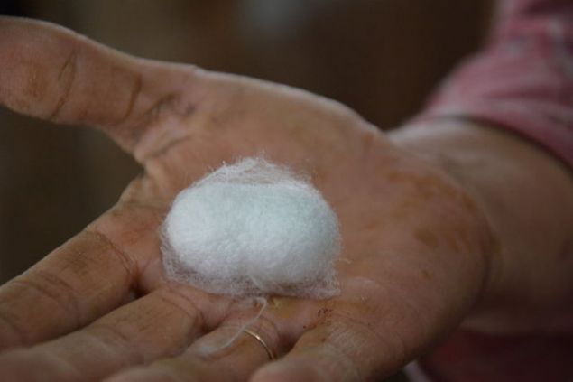 'Dattmz her kutuda 20 bin ipek bcei var. Gazipaa'ya 96 kutu ipek bcei dattk bu da 1 milyon 920 bin canl ipek bceine tekabl ediyor'    