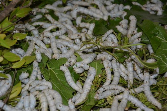 'Hasat edildikten sonra biz bizzat gidip iftiden alyoruz. Bu yl da bu rakama yakn bir retim olacak. reticilerimize kilo bana 50-55 lira dyoruz. Gazipaa'daki reticilerin bu yl yaklak 180 bin lira kazanmasn bekliyoruz'    