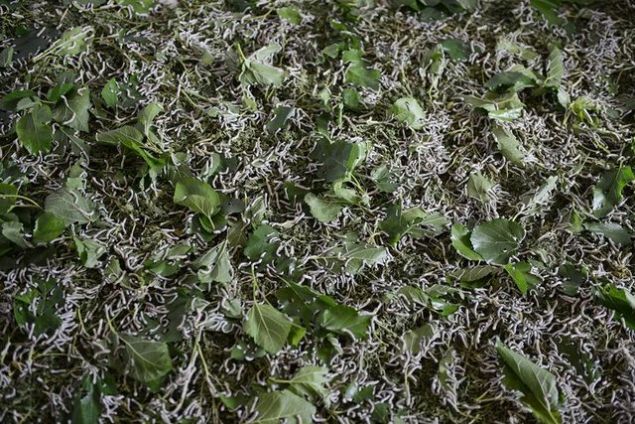 PEK BCE NEDR?  <br><br>    Yumurtalarn dut yapra zerinde brakan pek Bcei, ipek kozala ve dut yapra tketiyr. Bir koza yaklak olarak 800 metre uzunluuna varan bir ipek telinden rlyor. 