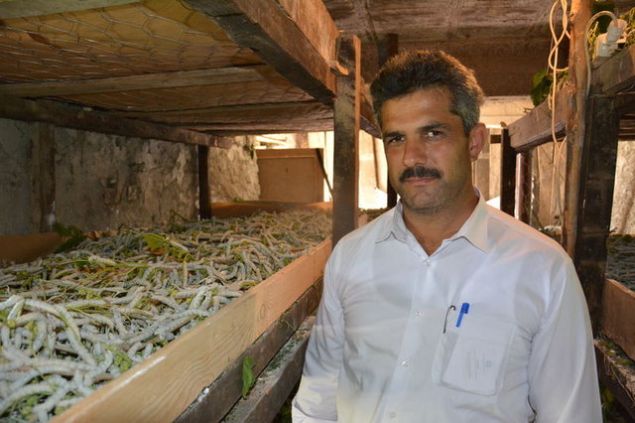 SS 976 Numaral Akdeniz Blgesi Koza Tarm Sat Kooperatifinin Mdr Muzaffer Durusoy, AA muhabirine yapt aklamada, bu yl Gazipaa'da 111 aileye 96 paket ipek bcei dattklarn syledi. Datmn, Ilca, Yeniky, Kzlgney, Karalar, ahinler, Sugz'ndeki dar gelirli vatandalara yapldn anlatan Durusoy, szlerine yle devam etti:   