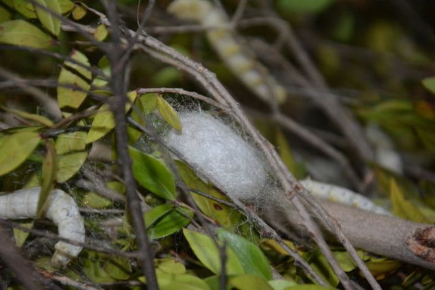 pek bceklerinin sadece dut yaprayla beslendiini ifade eden Durusoy, bceklerin koza rmeye baladn bildirdi. Gazipaa'da geen yl yaklak 3,5 ton koza retildiini belirten Durusoy, u aklamalarda bulundu:   