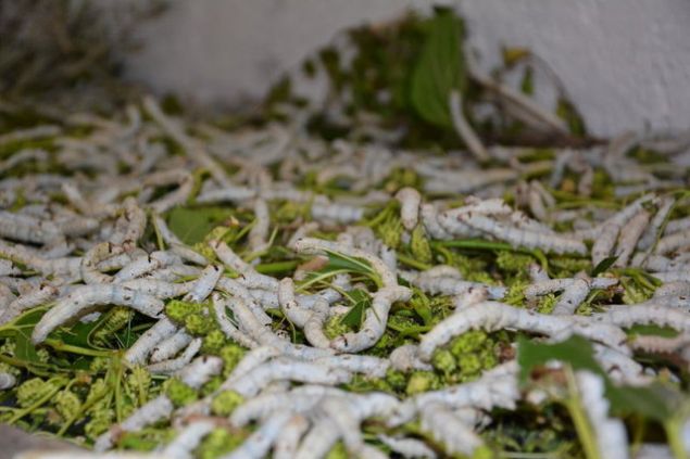 RETCLER DUT ORMANI STYOR <br><br>  ipek bcekiliinin en youn yapld yerlerden Ilca Ky'nn Muhtar Hasan Ali Kaplan da kylerinde yaklak 70 ailenin geimini ipek bcekiliinden saladn syledi. pek bcekiliinin yln 40-45 gnnde yapldn belirten Kaplan, u aklamalarda bulundu:   