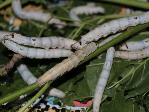 ki ay kadar mrleri olan pek Bcei, yaklak olarak 200-300 adet yumurta brakabiliyor. Yumurtalarn ipek fabrikalarna satlmasyla da gelir elde ediliyor.    