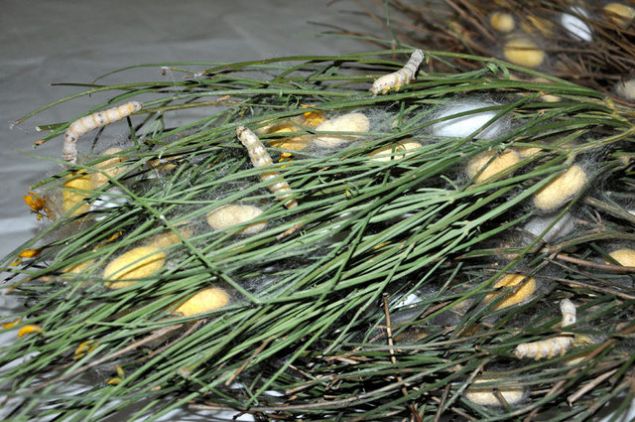 Demiral ailesinin yapt retimi yerinde grmek isteyen Gazipaa Kaymakam Nurullah Kaya ise aileyi tebrik etti. Unutulmaya yz tutmu bir sektrn yeniden dirilmeye balamasn grmenin mutluluunu yaadn belirten Kaya, u aklamalarda bulundu:   