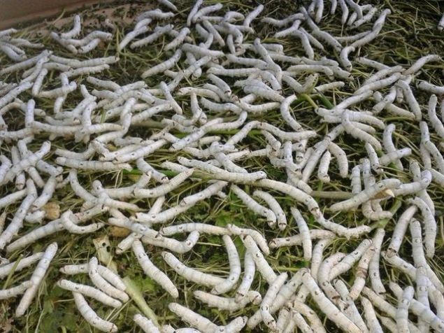 Bu da 15 bin liraya tekaml ediyor. Riski yok. Tohumlar kooperatif devlet yoluyla getiriyor. Herhangi bir hastalk olduunda bir telefonla gelip tedavi ediyorlar.    