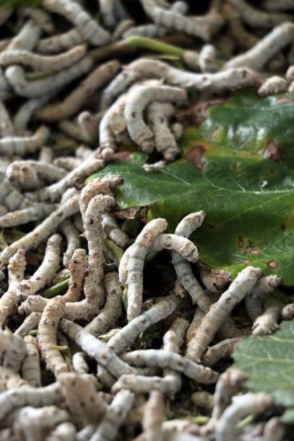 inde bulunduklar tesisin tek bana 500 kilogram retim yapma kapasitesi olduunu ancak u an yar kapasiteyle faaliyet gsterdiini syleyen Kaya, szlerine yle devam etti:   