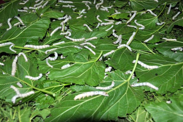 Riski olmayan ve pazar hazr olan bir sektr olan ipekbcei retiminin ilede yaygnlamaya baladn dile getiren Kaya, 67 reticinin 112.5 kutu ile toplamda 3 bin 200 kg retim yaptn belirtti.    