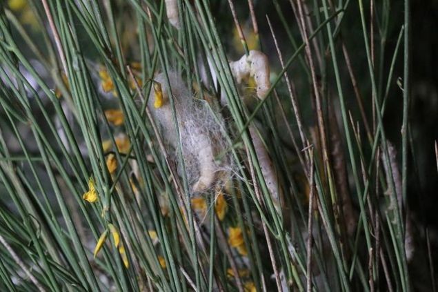 Parasnn da dier ilere oranla daha gzel olduunu ifade eden Aye Demiral, 'Ksa srede elimize gzel para geiyor. Eime yardmc oluyorum, evime katk salyorum. Bunlar sonraya koyarsan a kalyorlar ve hastalanyorlar. nce bunlarla ilgileniyorum. ocuumu srtma alp bu ileri yapabiliyorum. Allah devletten raz olsun' diye konutu.   