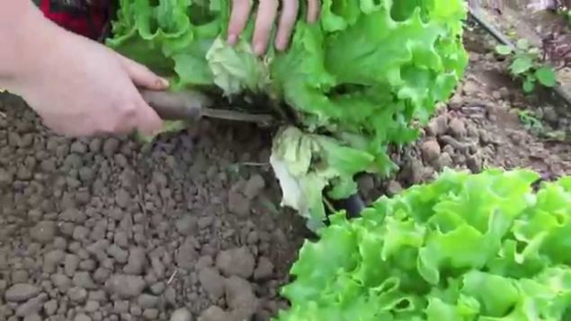 Yzde 96 su ierii ile yazn sofralarnzda yer vermenizde fayda var. Su deposu olmas bir yana, yazn fazla gnee maruz kaldnzda oluabilecek vitamin kaybn da gidermeye yardmc bir besin...  