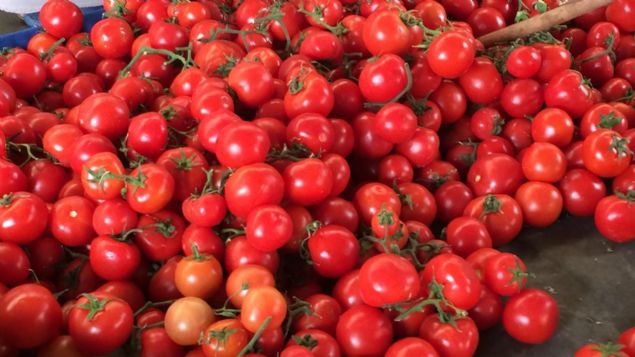 Sofralarn vazgeilmezi domates yzde 95 sudan oluuyor. eriindeki A,C,E vitaminleri sayesinde de antioksidan olarak grev yaparak kanser dahil bir ok hastala kar koruyucu grev yapan domatesi bol bol tketin...  