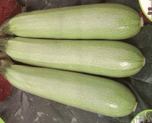 Vitamin, mineral ve lif ierii yksek olan kaba, hem scak yemek olarak tercih edebilir hem de yourtla souk alternatif olarak tketebilirsiniz...   