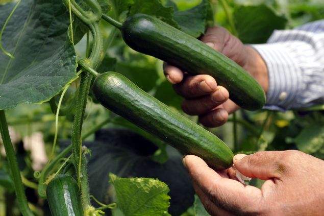 Tam yaza uygun bir besin. Salatal dilimli veya yourt ile cack eklinde yemeklerin yannda tketebileceiniz gnn en scak annda iinizi ferahlatacak bir ara n...  