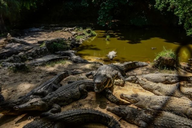 Haftada 60 kilo et ile beslenen Big Daddyi her yl onbinlerce turist ziyarete geliyor.  
