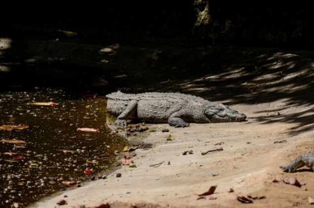 Mombasada Mamba ky timsah iftlii 17 dnmlk arazi zerine kurulmu ve ehir merkezine yaklak 10 kilometre uzaklkta yer alyor.  