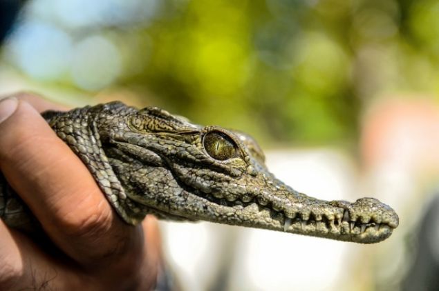 Ayrca iftlik yeni doan timsahlara da ev sahiplii yapyor.   