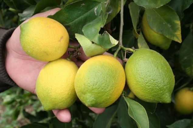 * Mikrop ldrcdr. Besin zehirlenmelerinde ve bcek srklarnda yararldr. <br><br>  * drar yollarnda grlen enfeksiyonlara kar etkilidir.   