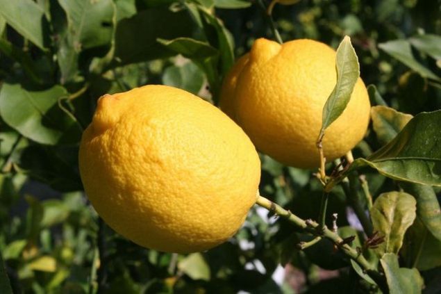Limon, sivrisineklerin sevmedii bir ey. Ayrca limon her tr bcei ldrr. Bu dilimler onlar dier odann gerisinde tutar.   